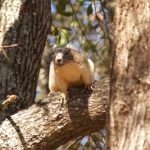 southern Fox squirrel