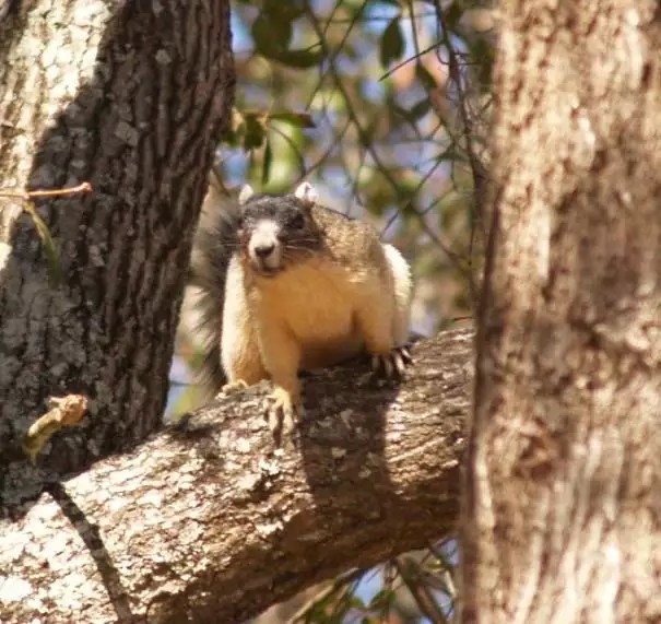 southern Fox squirrel