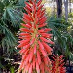 Aloe arborescens, the Torch Aloe now blooming at SJBGNP