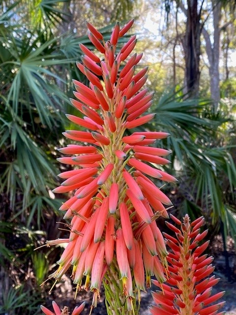 Aloe arborescens, the Torch Aloe now blooming at SJBGNP