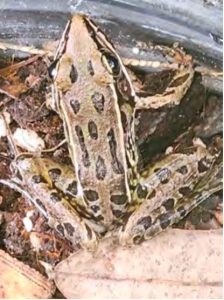 Leopard frogs abound in the garden right now, making a racket every night in the Blue Lagoon.