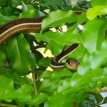 A ribbon snake hiding in the bushes.