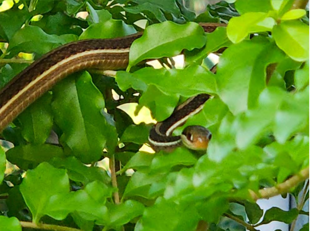 A ribbon snake hiding in the bushes.